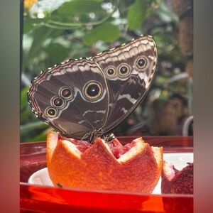 Meet your Posher, Val